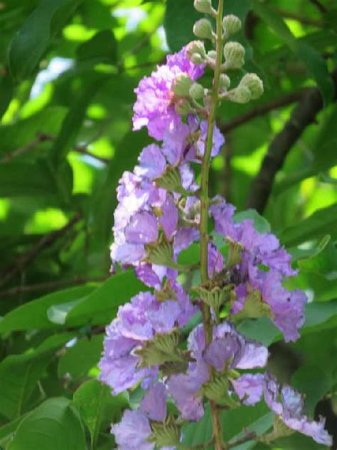 紫薇樹|紫薇、大花紫薇、九芎分辨方式